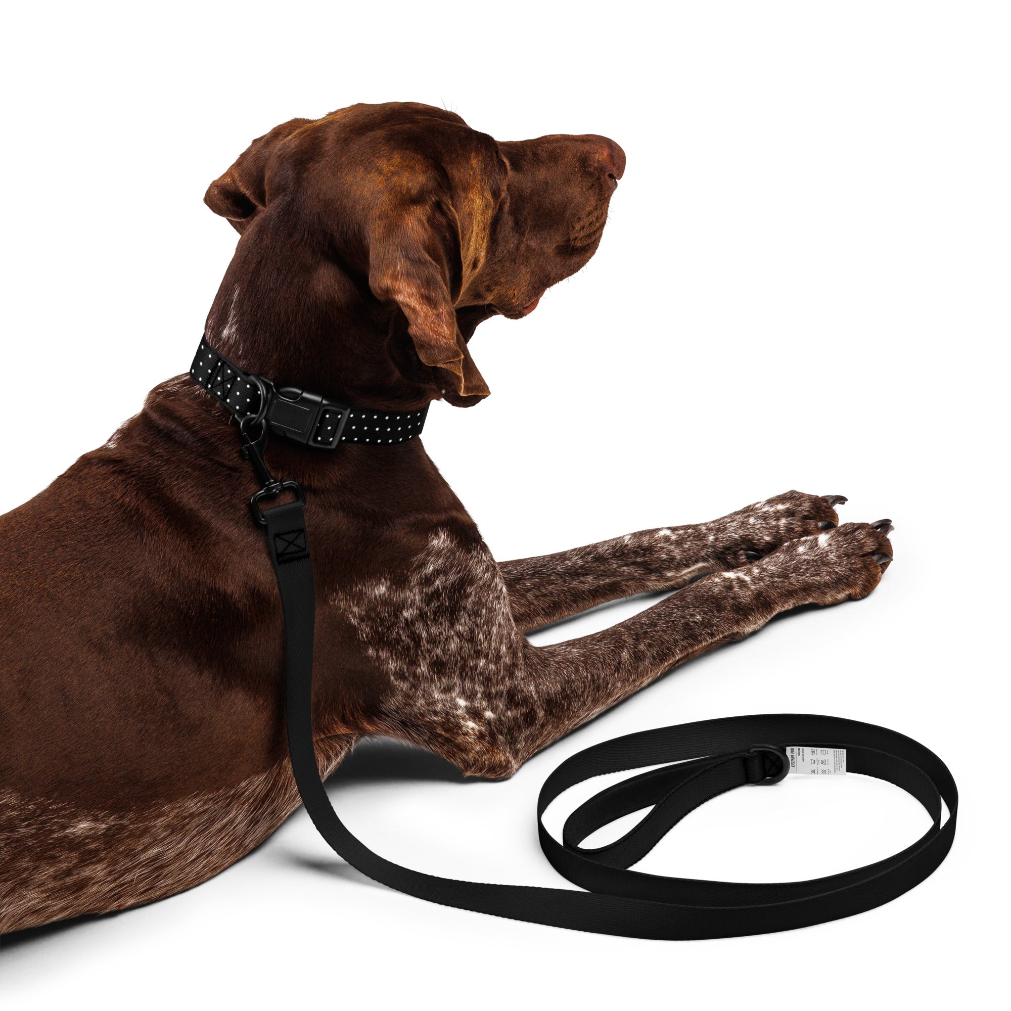 Polka Dot Pet Collar & Leash - Black